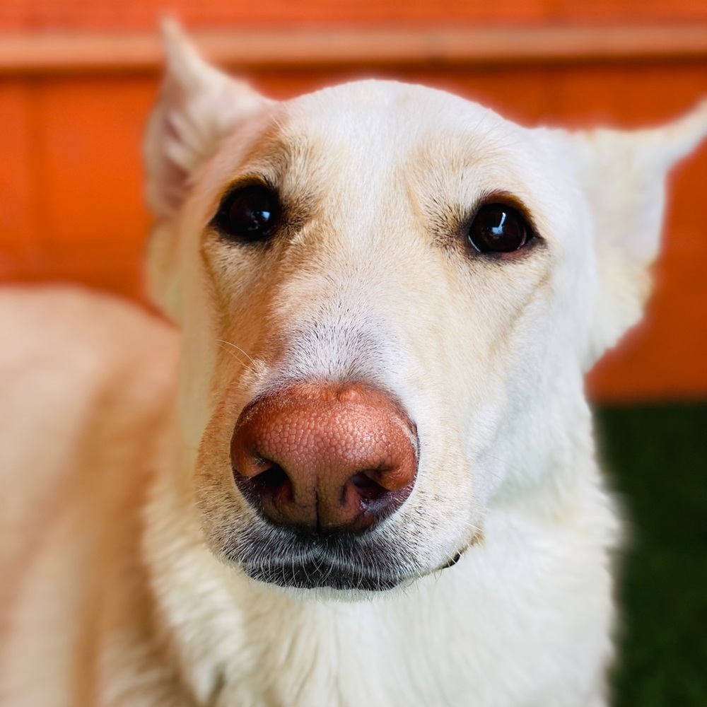 Meet your Posher, Harlee